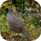 Quail Sound – California, Jungle Bush, Bob White iOS Icon