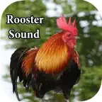Rooster Sound – Rooster Crowing Sound iOS Icon