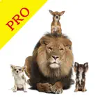 Animal Sounds Pro & Bird Noise iOS Icon