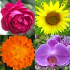 Flowers Quiz - Identify Plants iOS Icon