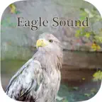 Eagle sounds – Bald Sound iOS Icon
