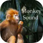 Monkey Sounds - Funny Sounds for kid iOS Icon