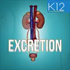 Excretion in Human Beings iOS Icon
