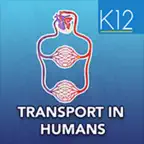 Transport in Humans- Biology iOS Icon