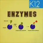 Enzymes and its Properties iOS Icon