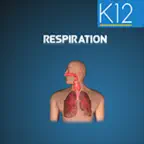 Cellular Respiration Process iOS Icon
