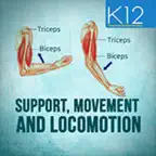 Support, Movement & Locomotion iOS Icon
