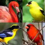Bird World - Quiz about Famous Birds of the Earth iOS Icon