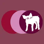 Porcilis®Pig iOS Icon