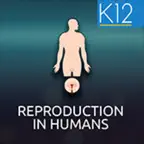 Reproduction in Humans iOS Icon