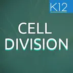 Process of Cell Division iOS Icon
