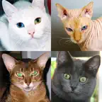 Cats: Photo-Quiz about Kittens iOS Icon