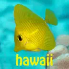 Snorkel Fish Hawaii for iPhone iOS Icon