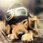 Dog Wallpapers - Cute Puppies Themes For Mobile iOS Icon