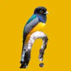 Belize Birds Field Guide iOS Icon