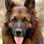 German Shepherd World iOS Icon