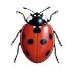 European Ladybirds iOS Icon