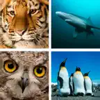 Animal Quiz Close Up : Guess the Word Trivia Games Icon