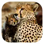 Stuarts’ African Mammals icon