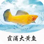 霞浦大黄鱼 iOS Icon
