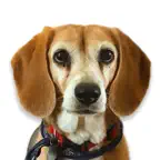 The Beags iOS Icon