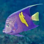 Oman Fish ID iOS Icon