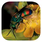eInsects of South Africa iOS Icon