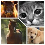 New Animal Sounds HD iOS Icon