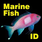 Marine Fish Great Barrier Reef iOS Icon