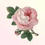Classical Birthday icon