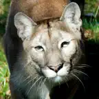 Stuarts North American Mammals iOS Icon