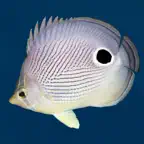 Easy Fish ID Caribbean iOS Icon