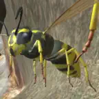 Wasp Nest Simulation Full iOS Icon
