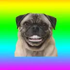Animated Dog Stickers iOS Icon