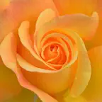 Garden Feng-Shui iOS Icon