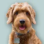 Goldendoodle Sticker Pack iOS Icon