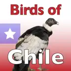 The Birds of Chile iOS Icon