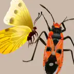 Key to Insect Orders - Revised iOS Icon