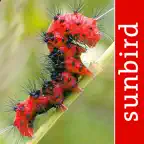 Caterpillar Id USA East Coast iOS Icon