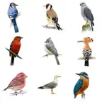 Bird Quiz - Name the Bird! iOS Icon