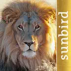 The Golden Safari Guide iOS Icon