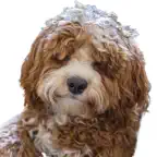 Labradoodle Stickers iOS Icon