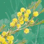 Wattle - Acacias of Australia iOS Icon