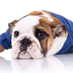English Bulldog Stickers iOS Icon