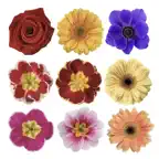 100+ Flower Stickers iOS Icon