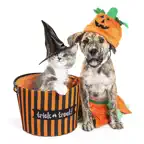 Halloween Pets Sticker Pack iOS Icon