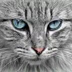 Cute Cat Collection iOS Icon