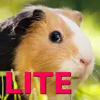 Guinea Pig Jigsaw Puzzle Games iOS Icon
