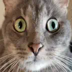 Kitter: Live Cat Pics iOS Icon