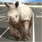 Crazy Wild Animal Racing Game iOS Icon